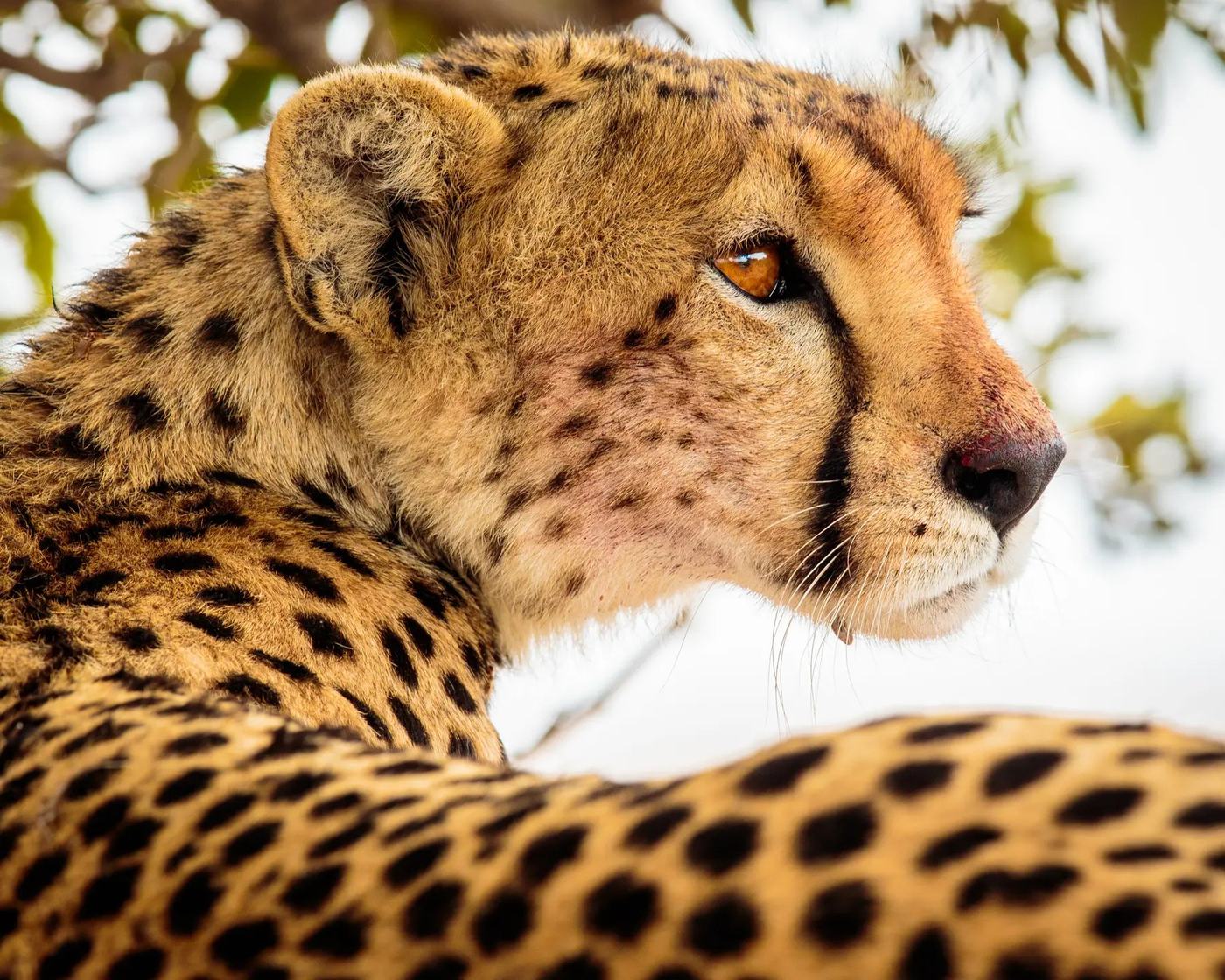 Cheetah gazes across the grassland in profile near Asanja Ruaha