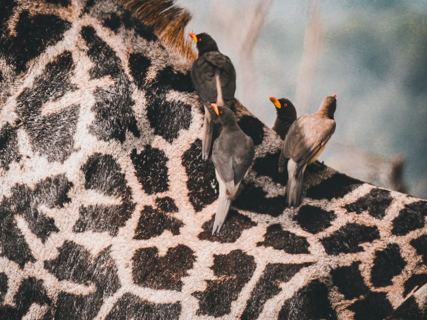 Oxpecker birds perch on a giraffe's spotted neck near Asanja Ruaha