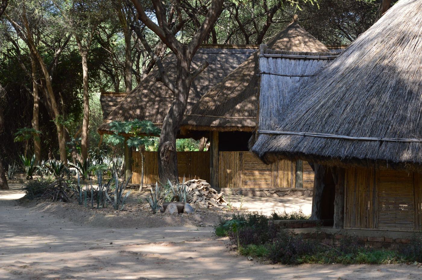 Thatched huts clustered beneath shady trees at Chogela Safari Camp in Ruaha