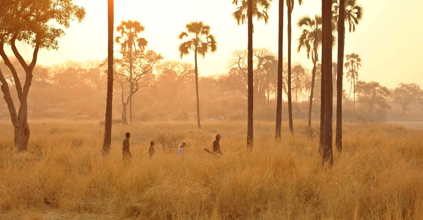 Walking safari group crossing golden grassland among palm trees at Ikuka Safari Camp