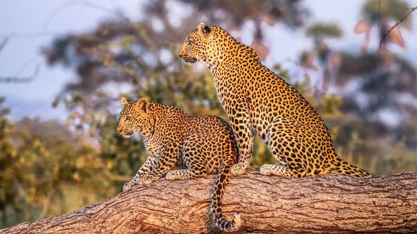 Two leopards resting together on a fallen log near Jabali Private House