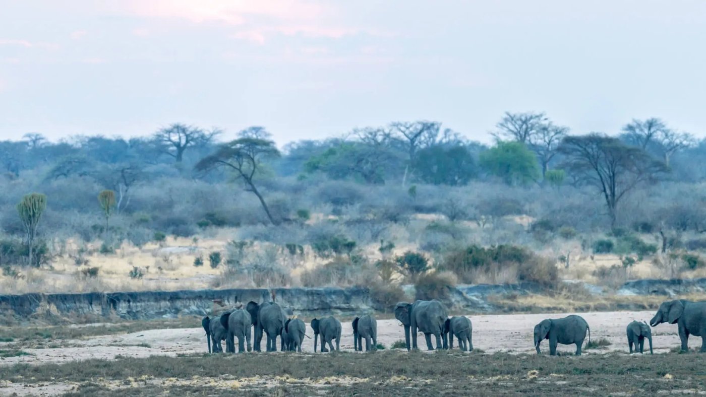 Elephant herd crosses the open plains seen from Jabali Ridge