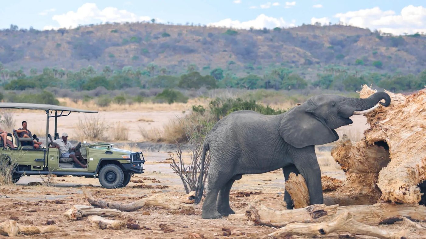 Safari vehicle watching an elephant at a fallen log near Jabali Ridge