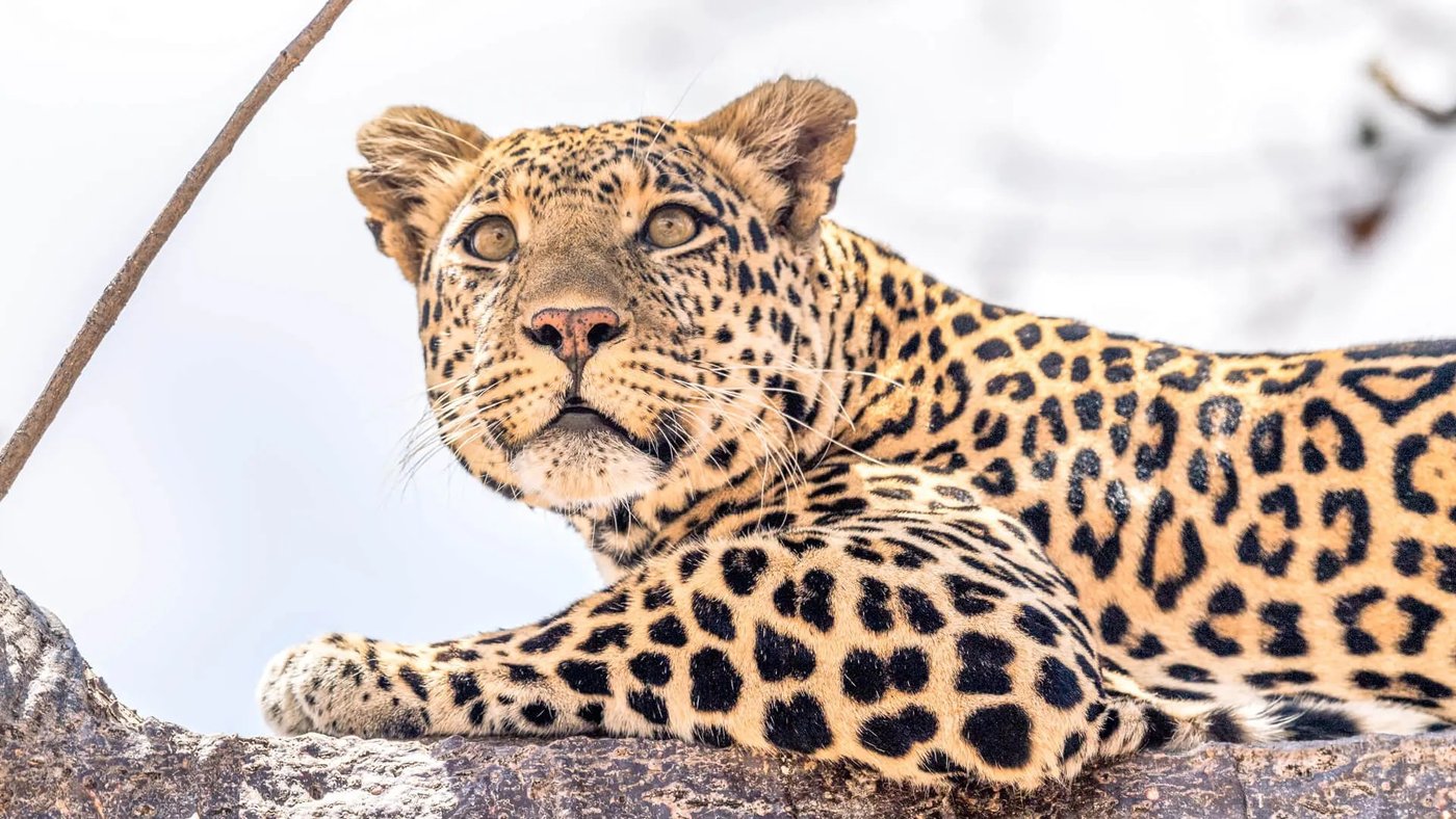 Leopard rests on a rocky outcrop in the bush near Jabali Ridge