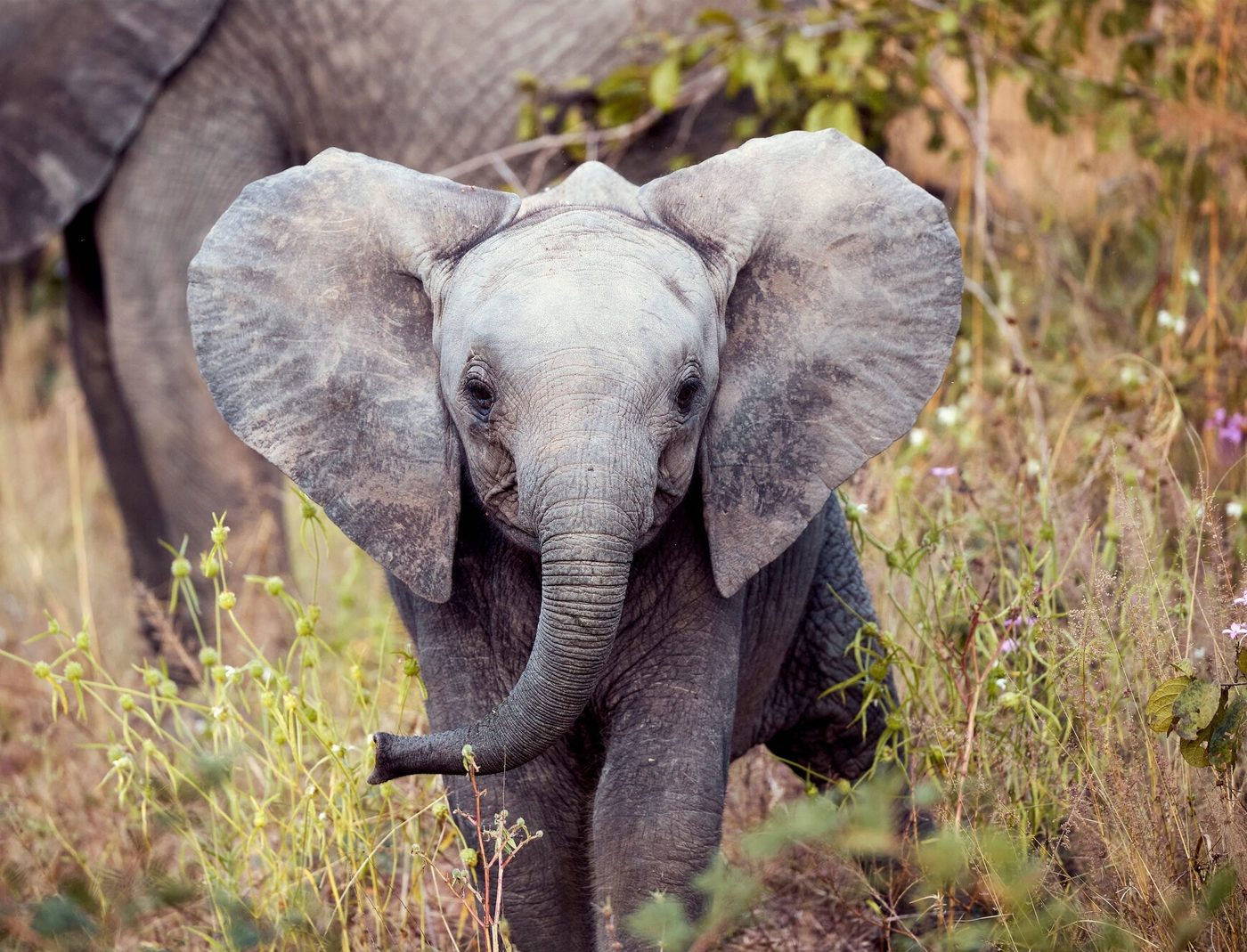 Young elephant calf stands alert in tall green grass near Jongomero Camp