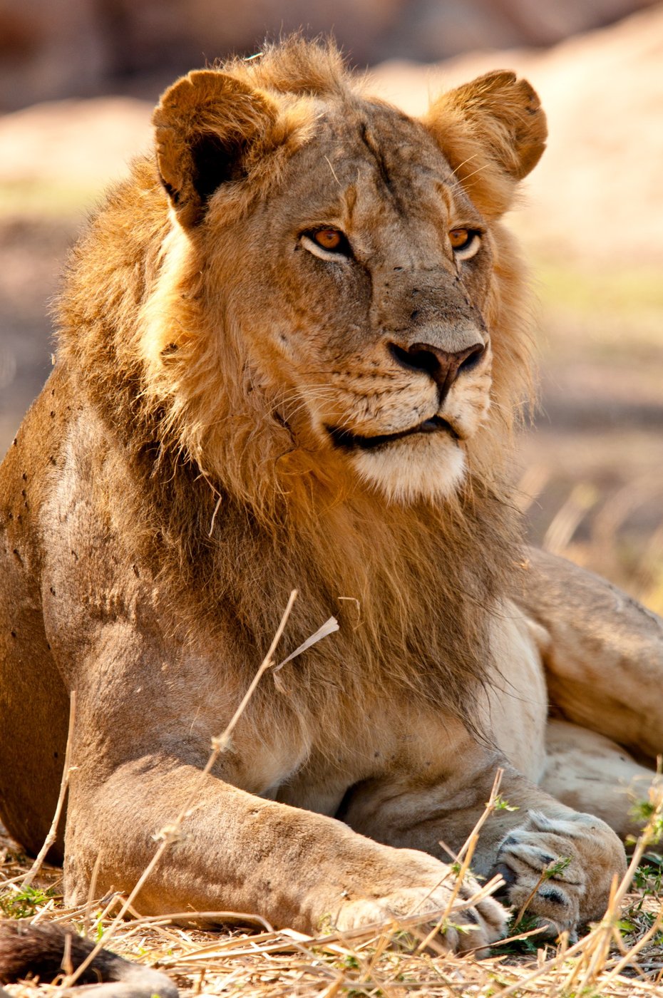 Young male lion rests watchfully in dry grass near Kichaka Expeditions
