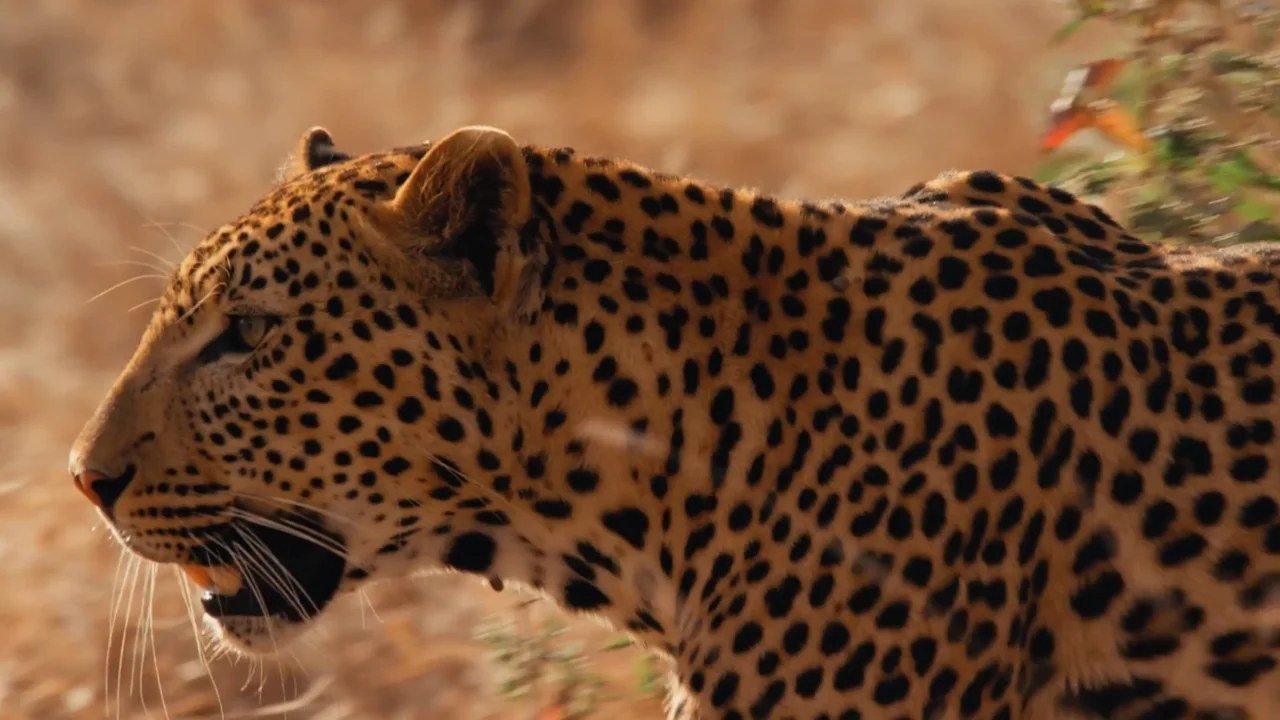 Leopard pauses mid-stride in dry grass near Kigelia Ruaha