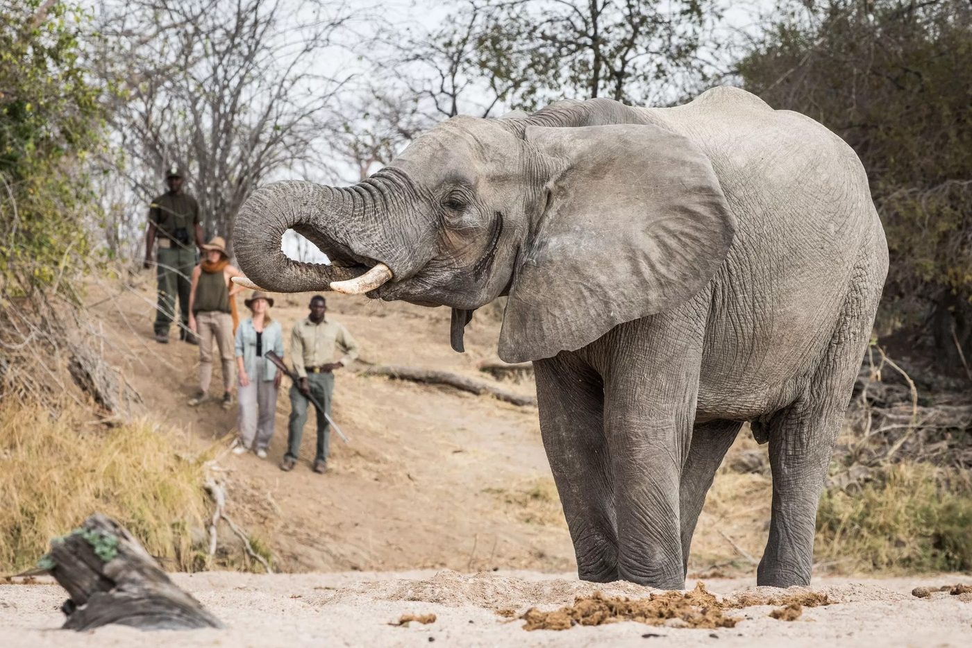 Guide and guests watch a bull elephant drink at close range near Kigelia Ruaha