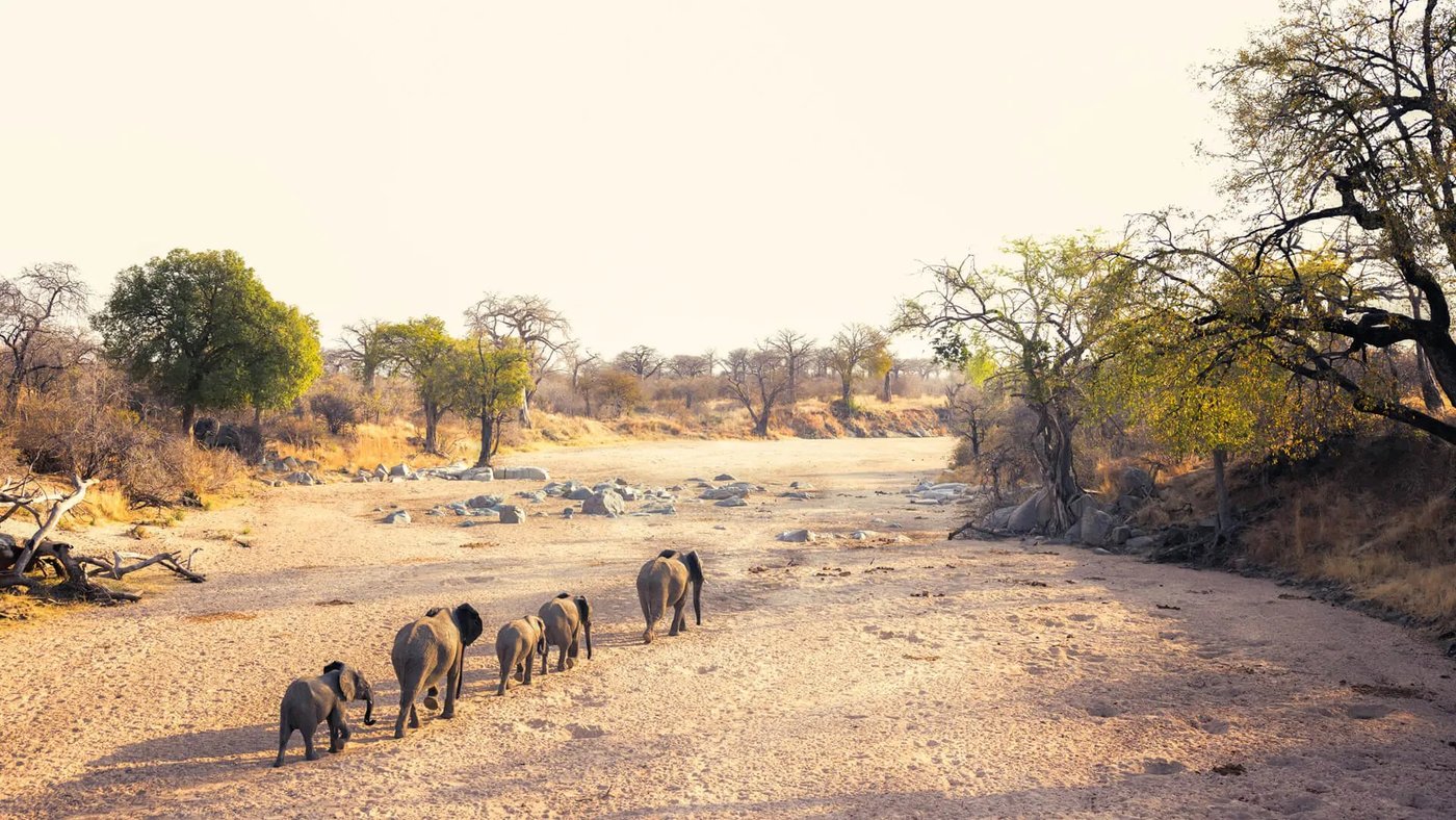 Small herd of elephants crosses the dry riverbed near Kokoko Camp