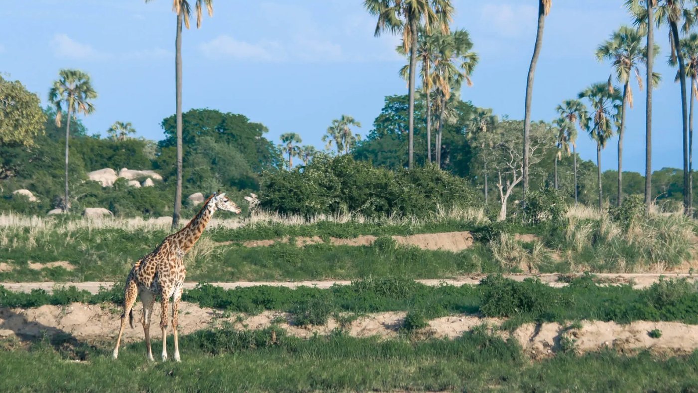 Giraffe grazes among towering fan palms near Kokoko Camp