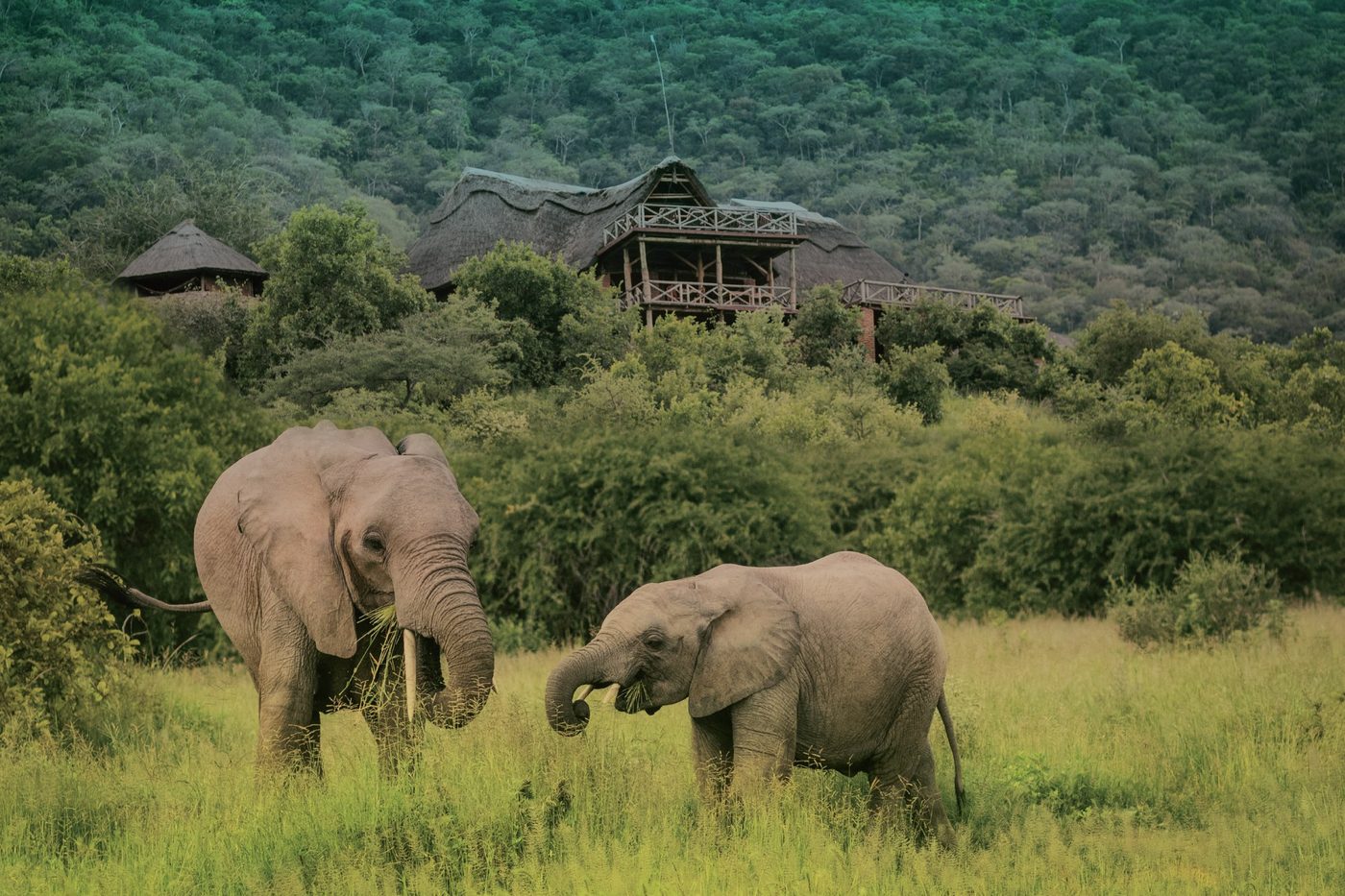 Elephants graze on a green hillside below Ruaha Hilltop Lodge