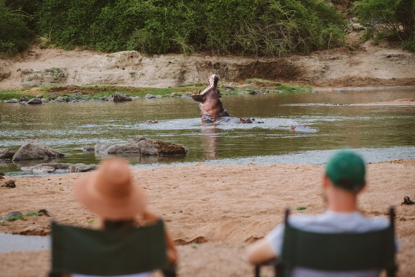 Hippo bellows from the river as guests watch from camp chairs at Ruaha River Lodge