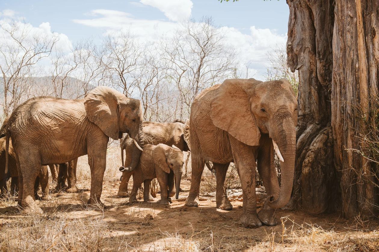 Elephant family gathers beneath a baobab tree near Ruaha River Lodge