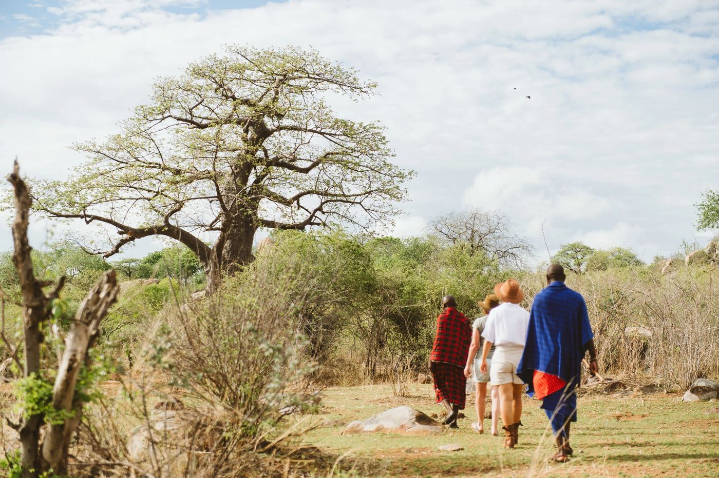 Maasai guides lead guests past a baobab tree near Ruaha River Lodge