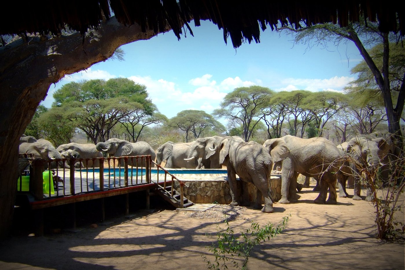 Elephant herd drinks straight from the swimming pool at Tandala Tented Camp