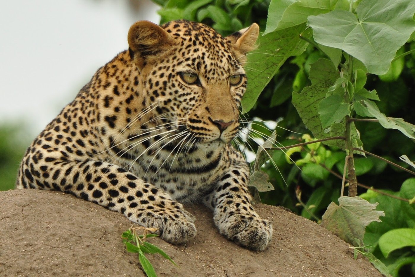 Leopard rests on a rocky outcrop watching the bush at Tandala Tented Camp