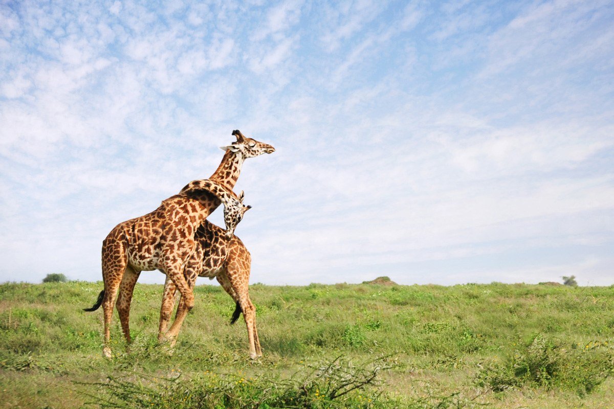 Two giraffes spar with entwined necks near Tandala Tented Camp