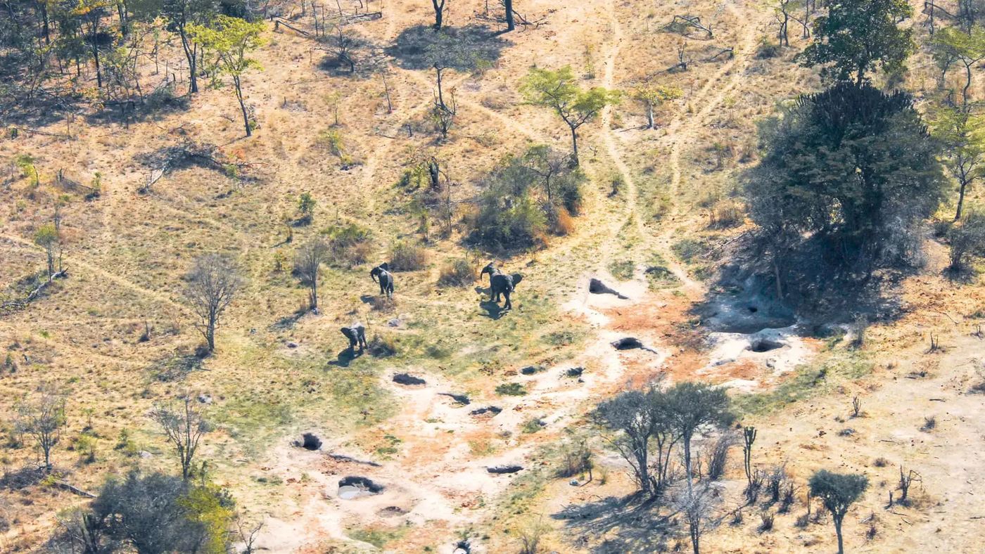 Aerial view of elephants walking past scattered waterholes near Usangu Expedition Camp