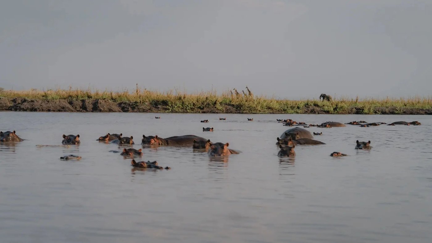 Pod of hippos wallows in a waterhole near Usangu Expedition Camp